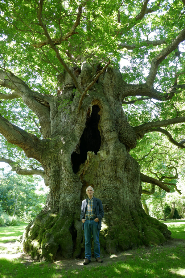 Ross with 'Majesty', an oak tree in Fredville Park, Nonington, near Canterbury, thought to be nearly 800 years old but still growing. We were introduced to this magnificent hollow specimen by Nigel Davies in August 2023.
